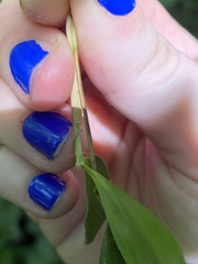 Phyllostachys aureosulcata
