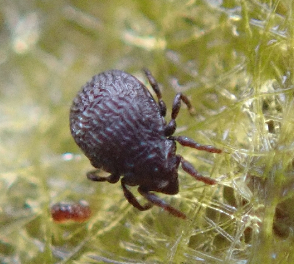 Ameronothroidea