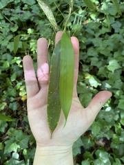 Phyllostachys aureosulcata
