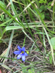 Sisyrinchium mucronatum