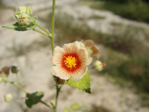 Savannah Fanpetals (Sida aggregata)