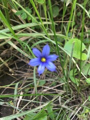 Sisyrinchium mucronatum