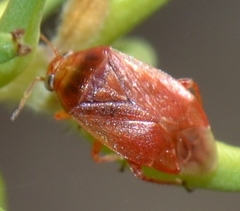 Agnocoris