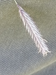 Hordeum brevisubulatum