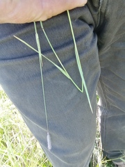 Hordeum brevisubulatum