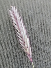 Hordeum brevisubulatum