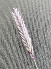 Hordeum brevisubulatum