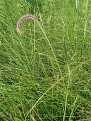 Hordeum brevisubulatum