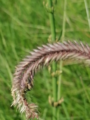 Hordeum brevisubulatum