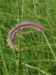 Hordeum brevisubulatum