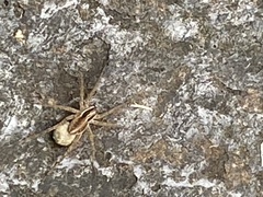 Pardosa pseudoannulata