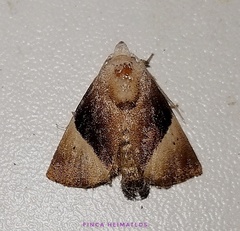 Dichromapteryx didyma