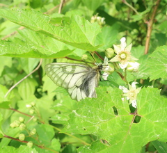 Parnassius stubbendorfii