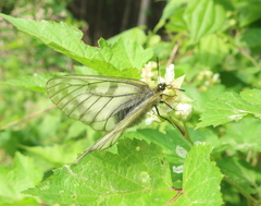 Parnassius stubbendorfii