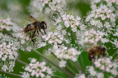 Eristalis tenax