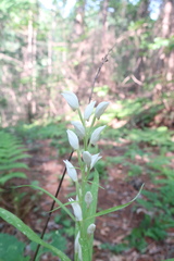 Cephalanthera