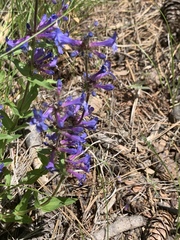 Penstemon pruinosus