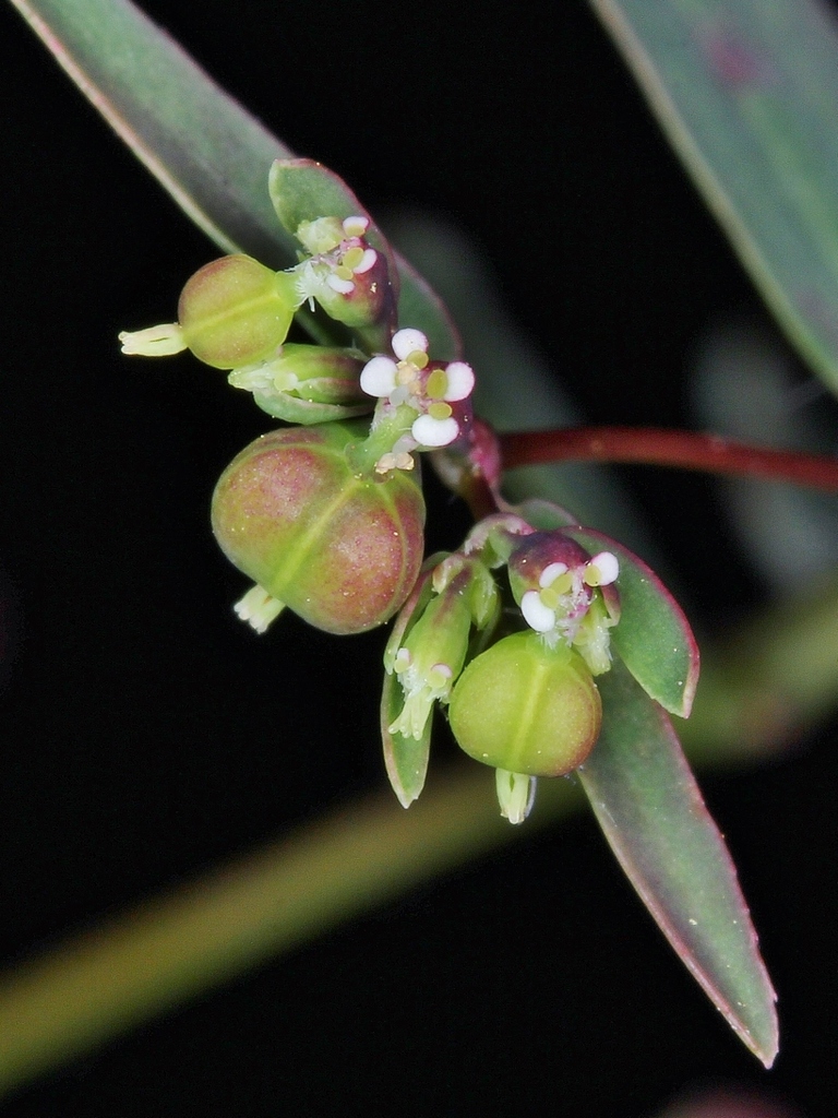 Euphorbia hyssopifolia