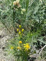 Senecio blochmaniae