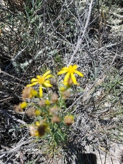 Senecio blochmaniae