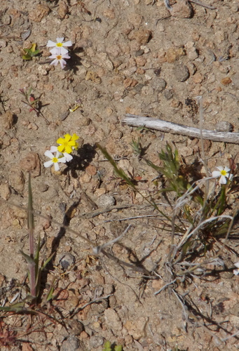 Gymnosteris nudicaulis