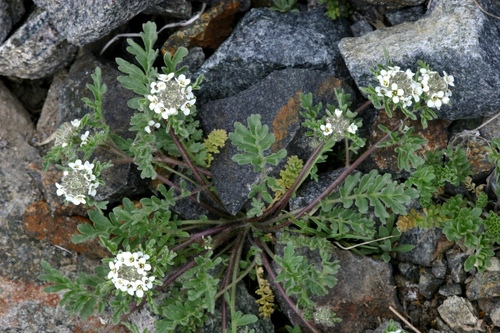 Altai smelowskia (Smelowskia altaica)