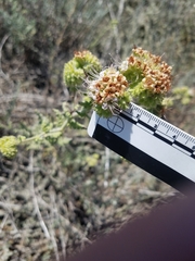 Phacelia ramosissima austrolitoralis