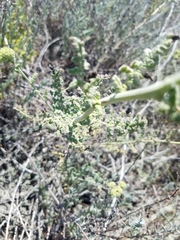 Phacelia ramosissima austrolitoralis