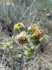 Phacelia ramosissima austrolitoralis
