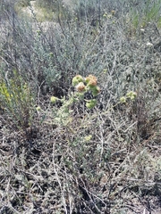 Phacelia ramosissima austrolitoralis