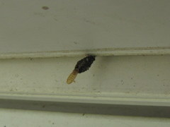 Dahlica triquetrella