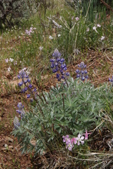 Lupinus nevadensis