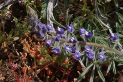 Lupinus nevadensis