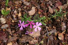 Phlox longifolia