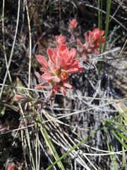 Castilleja affinis affinis
