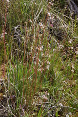 Lithophragma glabrum