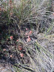 Castilleja affinis affinis