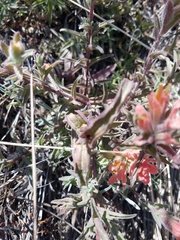 Castilleja affinis affinis