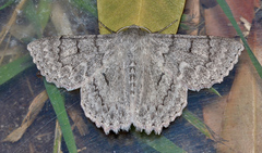 Crypsiphona tasmanica