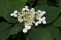 Hydrangea cinerea