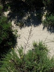 Erysimum suffrutescens