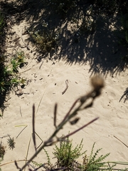 Erysimum suffrutescens