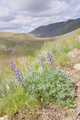 Lupinus nevadensis