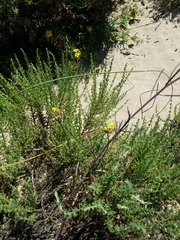 Erysimum suffrutescens