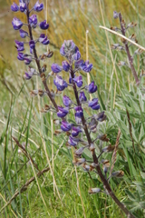 Lupinus nevadensis