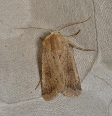 Proteuxoa senta
