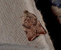 Meritastis