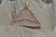 Epidesmia hypenaria