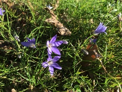 Wahlenbergia capillaris