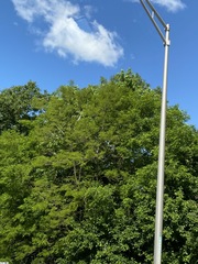 Robinia pseudoacacia